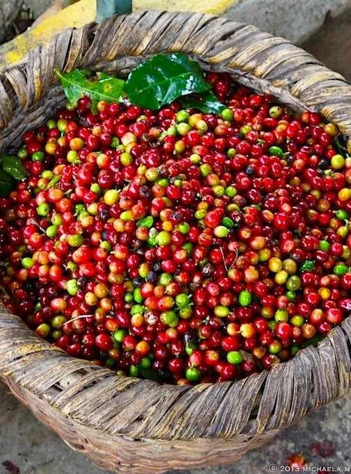 Certified Coffee Specialist Program – Masters of Coffee — Masters